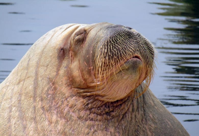 Sculpture of euthanised walrus Freya unveiled in Oslo fjord