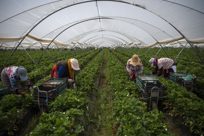 Strawberry boycott leaves Spain's farmers in a jam