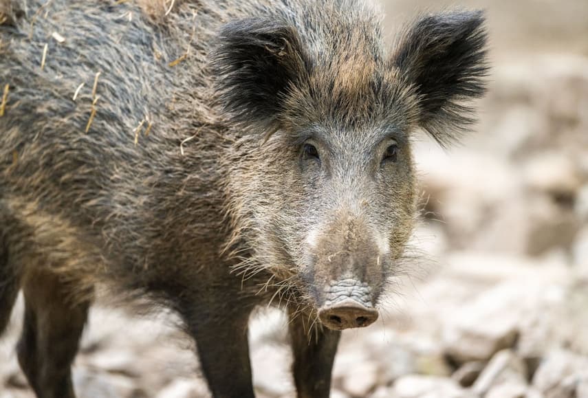 What to know about Germany's wild boars - and how to stay safe around them