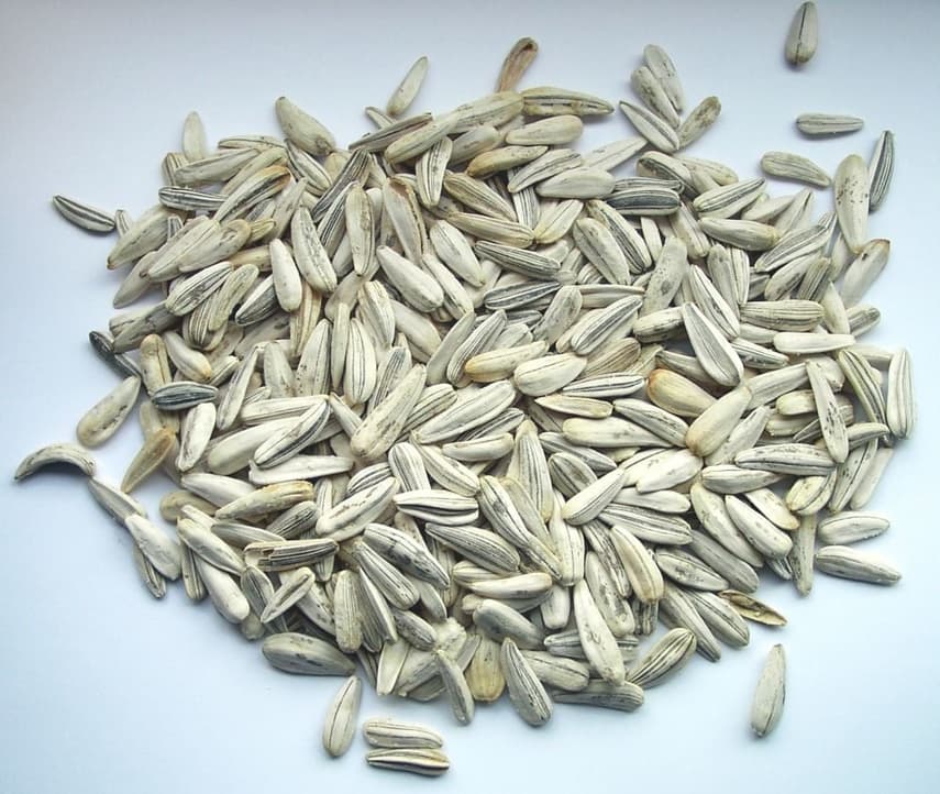 Why do Spaniards love to eat sunflower seeds?