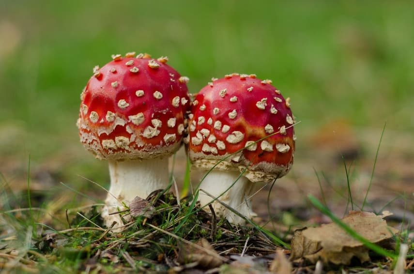 Eight poisonous mushrooms to avoid when foraging in Denmark