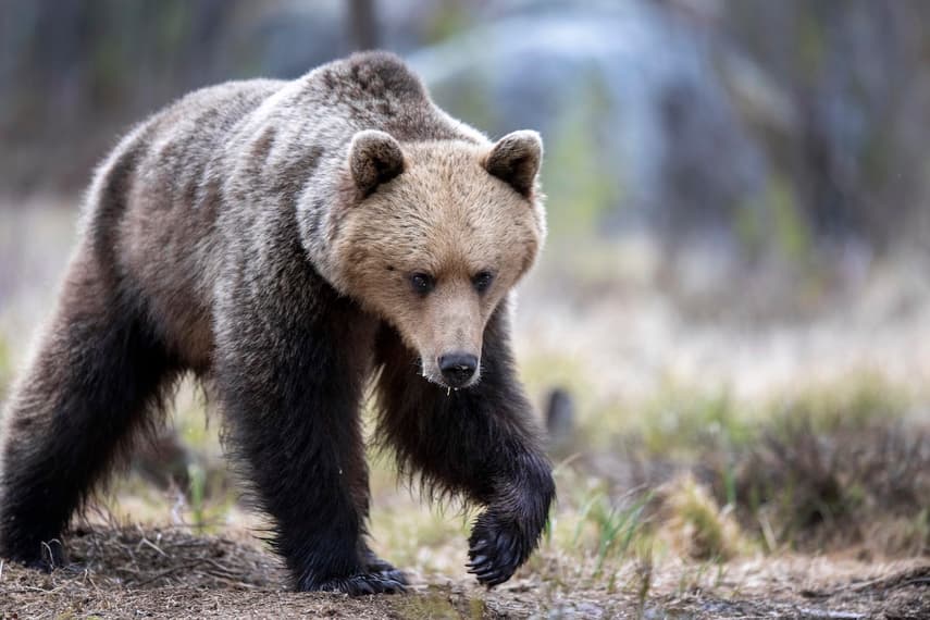 EXPLAINED: What to do if you meet a bear in Sweden's forests