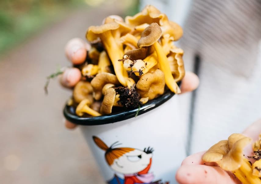 How to pick mushrooms in Denmark like you've been doing it all your life
