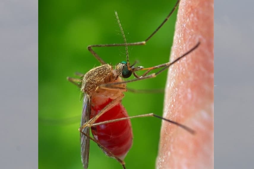 Mosquito-borne diseases spreading in France