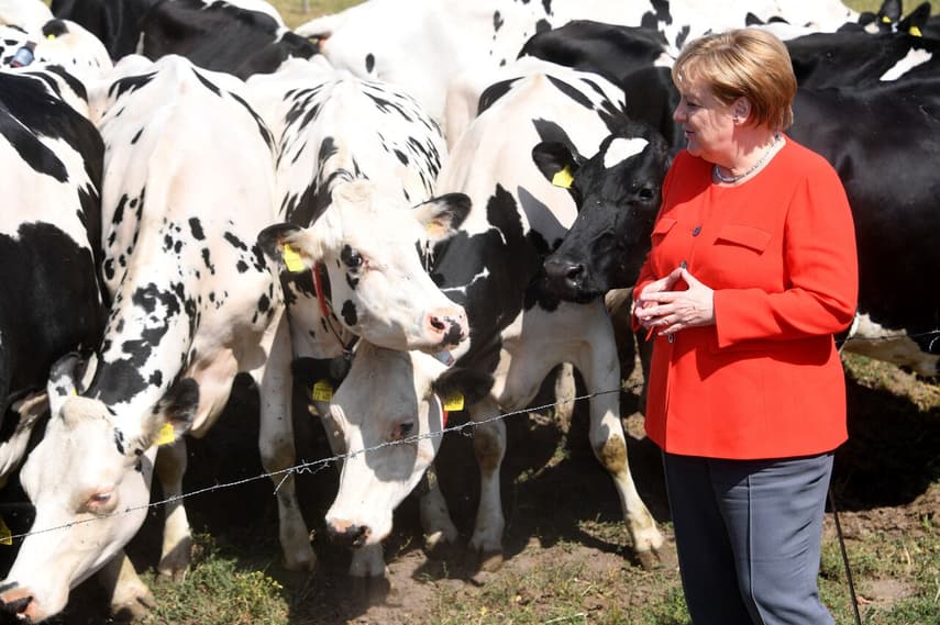 Living in Germany: Wine princesses, Holstein cows and will we really see less bureaucracy?