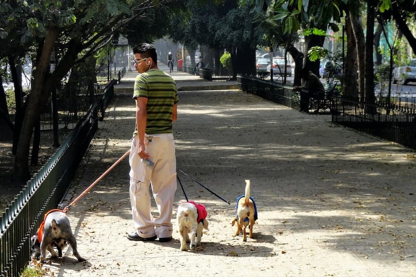 What are Spain's new rules on owning multiple pets?