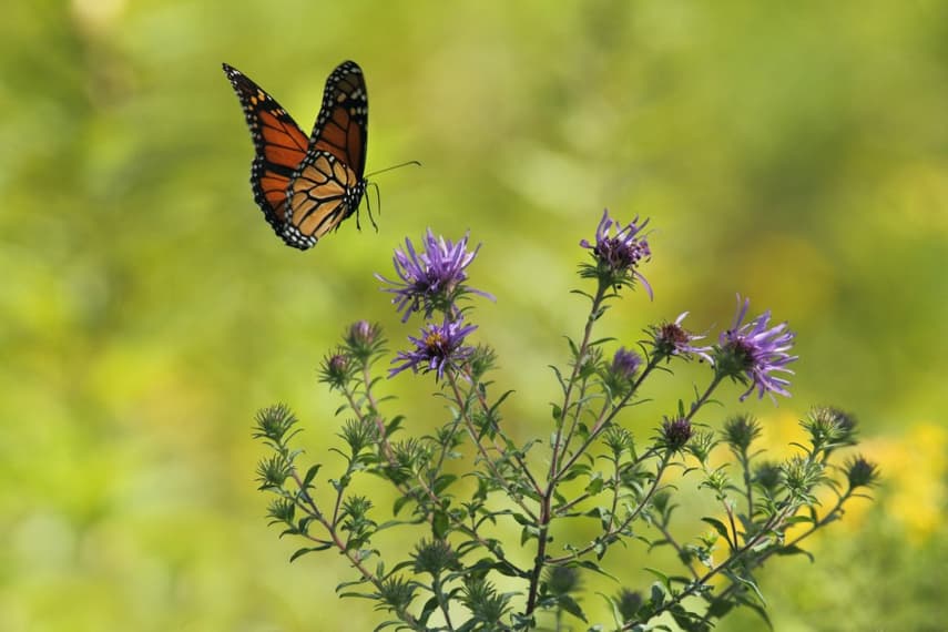 Denmark has lost huge areas of rare butterfly habitat