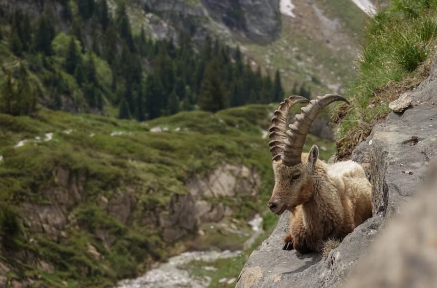 What you need to know about Switzerland’s only national park