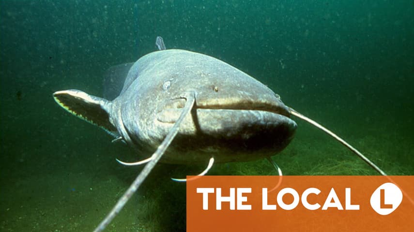 一条200公斤重的鱼如何让西班牙的河流面临危险