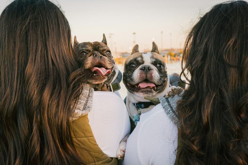 Austrian sales airlines pets