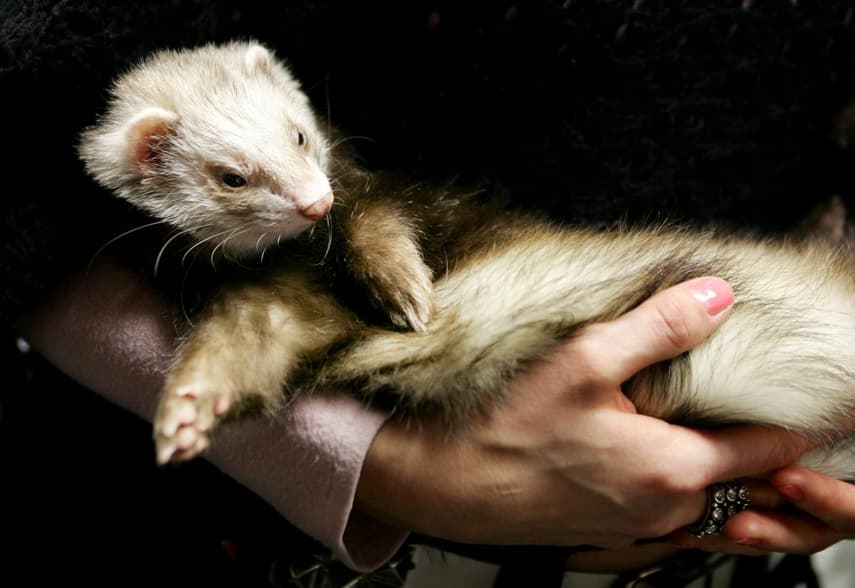 Ferret rat sales