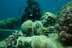 Swiss scientists help discover coral reef that could survive global warming