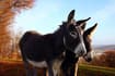 Swiss hunter kills donkeys belonging to French trekking company