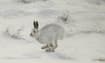 Swiss snow hares in climate change firing line: study