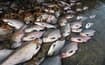 Sizzling temperatures leading to 'catastrophe' for fish in Swiss lakes and rivers