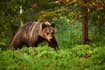 New sighting of brown bear in Bern region