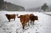 Switzerland detects 'atypical' case of mad cow disease