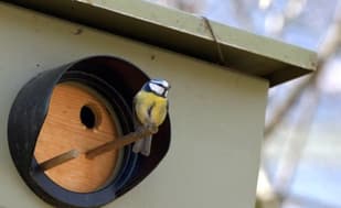 Speed trap turned into bird house