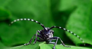 Swiss wage war on Asian long-horned beetle