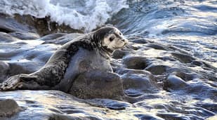 Norway loses battle to export seal goods to EU