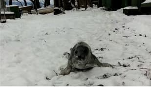 Woman rescues baby seal lost in the woods