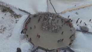 VIDEO: Reindeer swirl as herd splits up