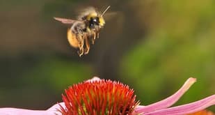 European bumblebee species 'face extinction'