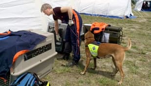 Norway dogs find woman alive in Nepal rubble
