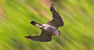 Zurich falcons killed with ‘kamikaze pigeons’