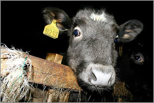 Swiss police hunt person who abused calf