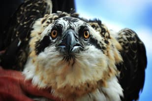 Norwegian osprey chicks wing it to Switzerland in conservation project
