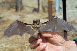 Swiss couple given all-clear after contact with rabid bat