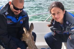 WATCH: Swiss water police rescue drowning deer