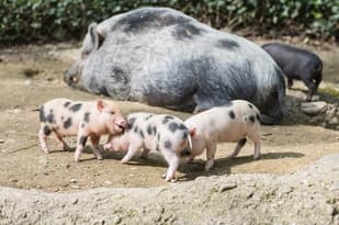 School Holiday Fun: March of the miniature pigs at Basel Zoo
