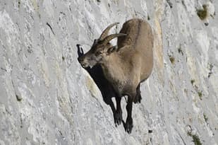 Switzerland to ban foreign trophy hunters from killing Alpine ibex