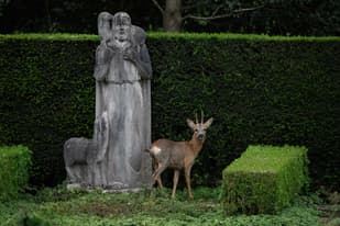 EXPLAINED: Why a plan to shoot deer at this Basel City cemetery is causing a storm