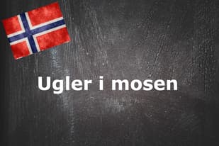Norwegian expression of the day: Ugler i mosen