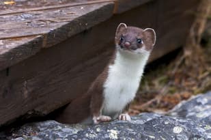 Why your Swiss car insurance should contain a ‘weasel clause’