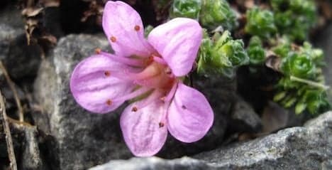 'Miracle plant' found at record altitude