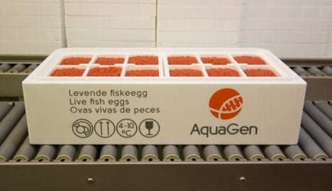 Norway sells salmon eggs to North Korea