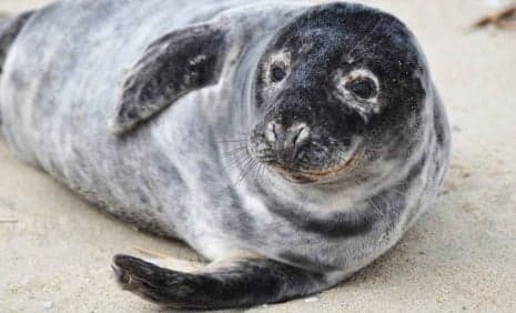 Surprise: Norwegian man hauls in seal not fish