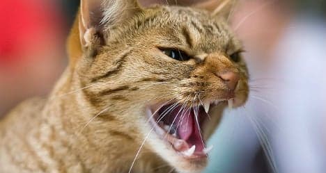 Norway pets at risk of 'Cat Aids': charity