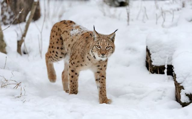 Lynx facing extinction in canton of Valais: Report