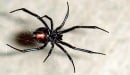 Black widow spider bites Swede after Atlantic voyage