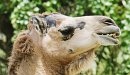 Dead camel found on Swedish road