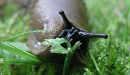 'Slug toast' solves garden pest problem