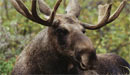 Lovesick elk dies in car attack