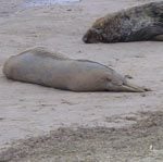 Shock number of seal deaths