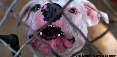 Parliament passes law on dangerous dogs