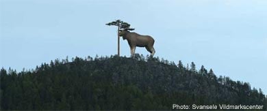 Landowners halt world's largest elk
